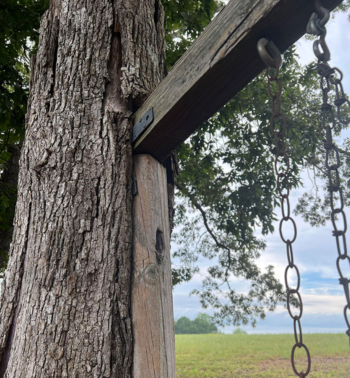 Tree Reclaiming Swing