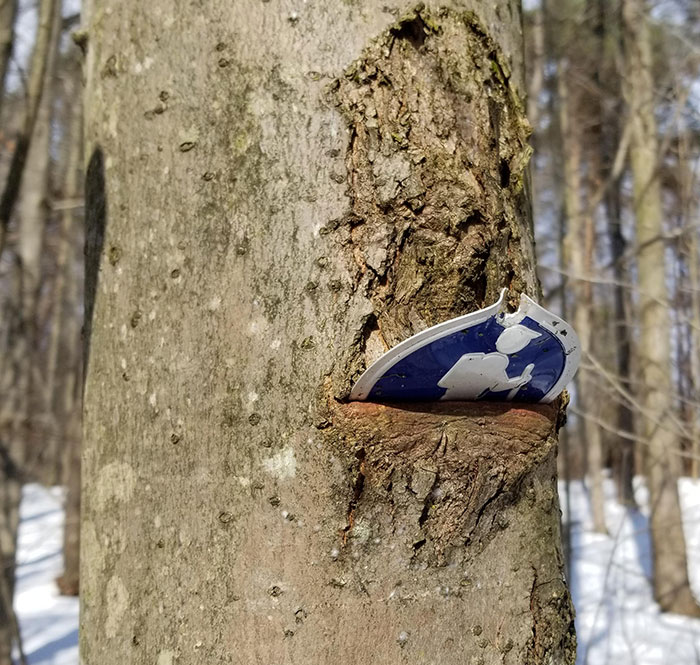 Hikers Beware, The Trees Are Hungry