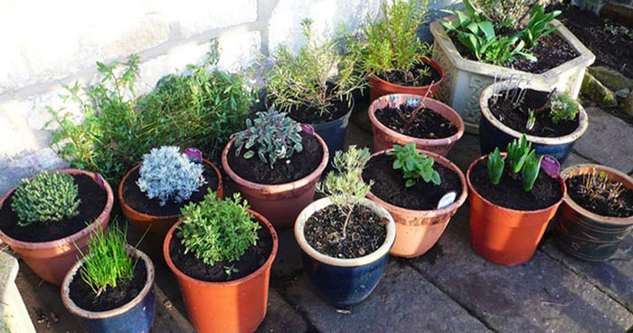 “It Made Me Wanna Cry”: 16 Y.O. Continues To Not Talk To His Dad Even On His Birthday After He Threw Out All Of His Son’s Plants