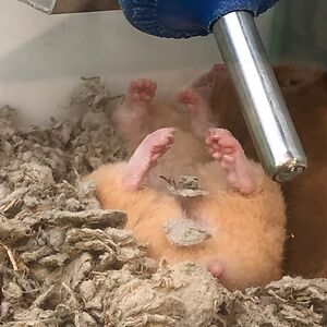 jewelzofdestiny avatar