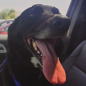 joleighana730 avatar