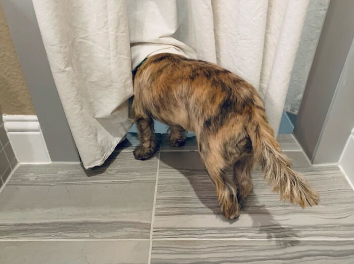 Andy The Cairn Asking Dad If They Can Go To The Park…later