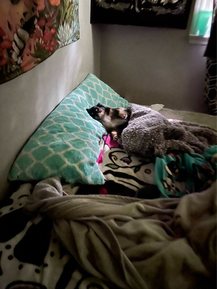 How I Found My Daughters Dog In The Morning When I Tried To Get Him Up To Go Potty!
