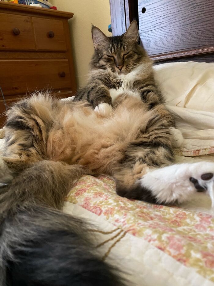 My Cat And My Pillow. Meet Mr Potter