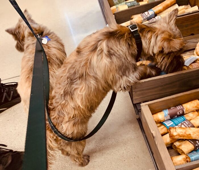 Andy Prefers To Do His Own Treat Shopping. He Won’t Take A Bone From Me Unless It’s His Choice