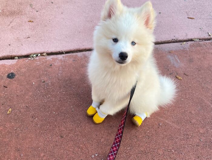 This Is Illios (Aka Illy, Pumpkin And Crazy) And He His Very Happy With His Little Yellow Shoes