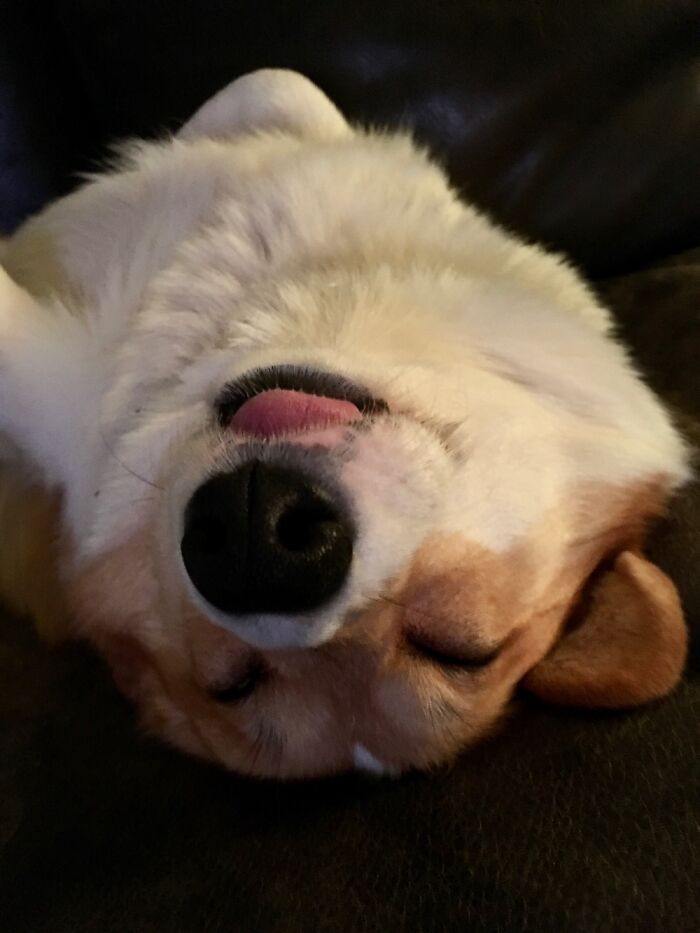 Finn Disapproves Of Being Disturbed During Nap Time. She’s Not Terribly Subtle About It