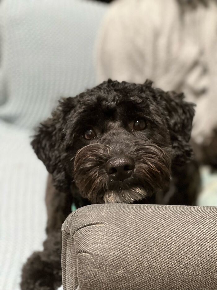 Rolo Being Cute So You Forget About All The Naughty Stuff He Does