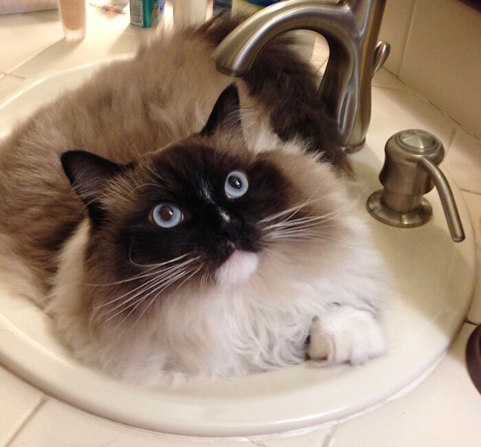 Clogged Sink