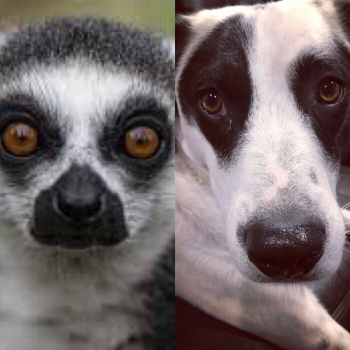 Kingsley Is Part Lemur