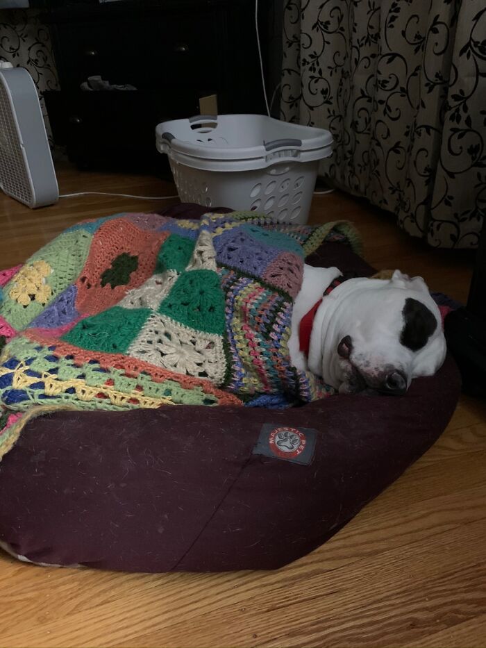 Shhhhhh. Bullitt Is Finally Asleep