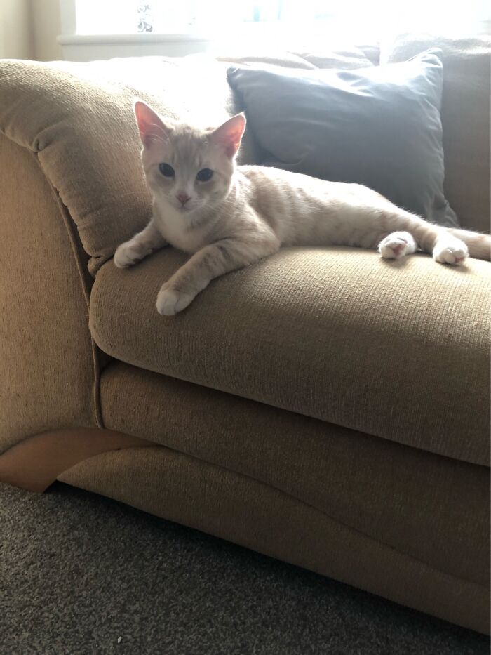 We Could Be Purrfect Togeather!