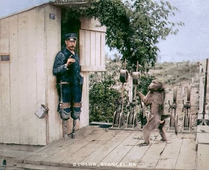 Double Leg Amputee Railway Signalman, James Wide, Photographed Working Alongside His Pet And Assistant, Jack Baboon, In Cape Town During The 1880s
