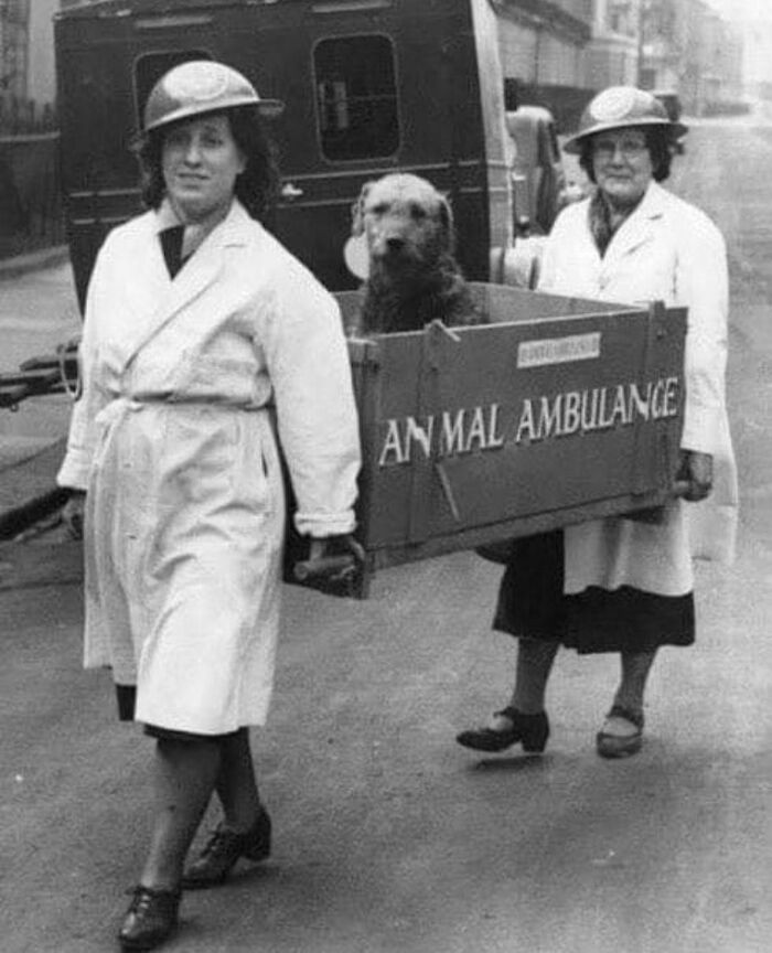 Perro herido en una ambulancia para animales utilizada durante la Segunda Guerra Mundial