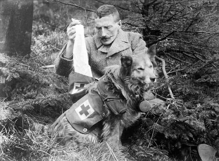 Soldado británico recibiendo vendas del botiquín de un perro durante la Segunda Guerra Mundial, 1915
