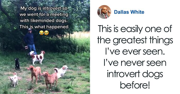 Video Of Introverted Dogs Meeting Up Has Melted Hearts All Over The Internet And Made People Say “Relatable!”