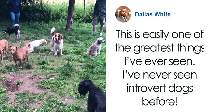 Woman Captures Iconic Moment Introverted Pups Are Brought Together To Socialize, Yet They Do The Exact Opposite