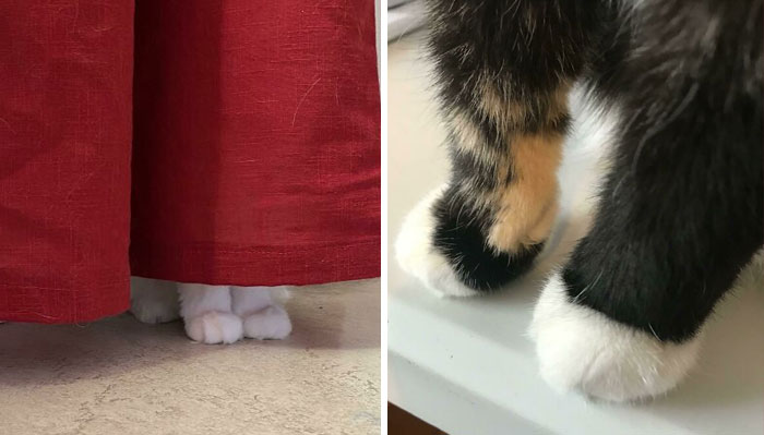 40 Of The Cutest “Kitty Cankles” Every Cat Lover Will Perhaps Admire, As Shared In This Online Group