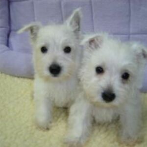 patricialichter10 avatar