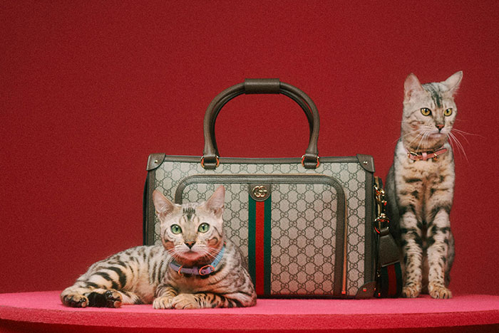 Gucci Released A Fancy Clothing And Accessories Line, And It’s Lavish