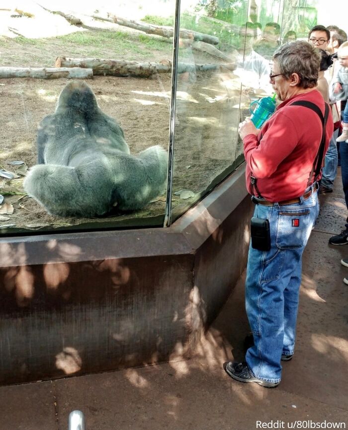 "Snapped A Nice Picture Of My Dad Admiring A Gorilla"⁠