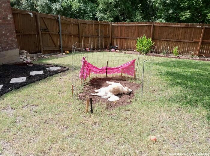 "My Dog Hanging Out In The Exact Spot We Tried To Keep Her Out Of"