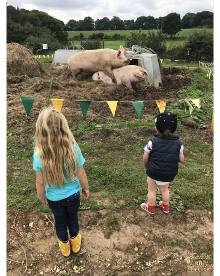 “My Kids Learning About The Pigs And The Bees”