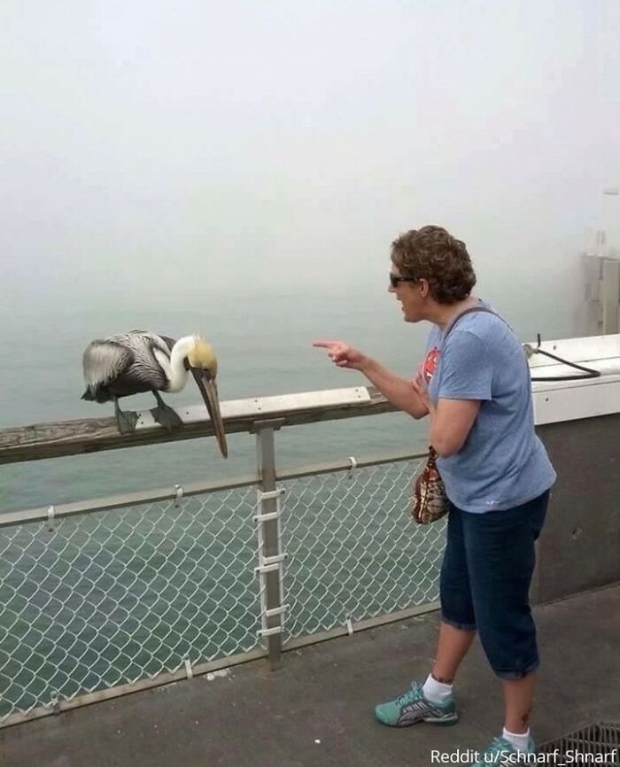 "My Grandma Got Bit By A Pelican On The Pier And Then Began To Scold It"