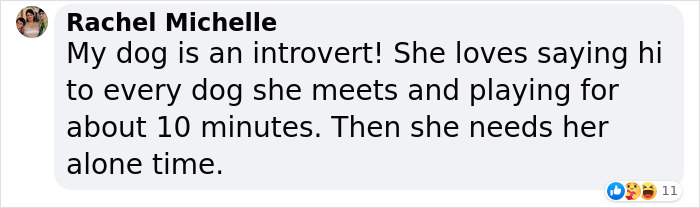 Video Of Introverted Dogs Meeting Up Has Melted Hearts All Over The Internet And Made People Say “Relatable!” Video Of Introverted Dogs Meeting Up Has Melted Hearts All Over The Internet And Made People Say “Relatable!”