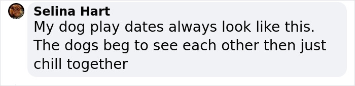 Video Of Introverted Dogs Meeting Up Has Melted Hearts All Over The Internet And Made People Say “Relatable!” Video Of Introverted Dogs Meeting Up Has Melted Hearts All Over The Internet And Made People Say “Relatable!”