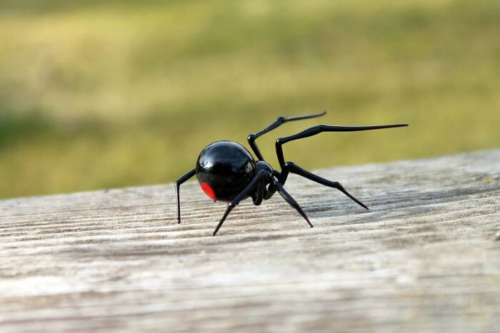 A Selection Of Glass Figures Of Black Widow Spiders By The Glass Symphony Family Workshop (9 Pics) A Selection Of Glass Figures Of Black Widow Spiders By The Glass Symphony Family Workshop (9 Pics)