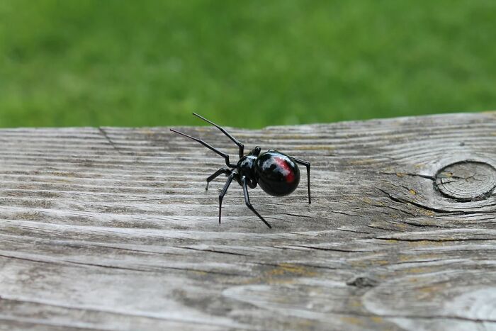 A Selection Of Glass Figures Of Black Widow Spiders By The Glass Symphony Family Workshop (9 Pics) A Selection Of Glass Figures Of Black Widow Spiders By The Glass Symphony Family Workshop (9 Pics)