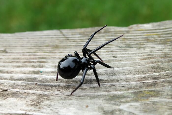A Selection Of Glass Figures Of Black Widow Spiders By The Glass Symphony Family Workshop (9 Pics) A Selection Of Glass Figures Of Black Widow Spiders By The Glass Symphony Family Workshop (9 Pics)