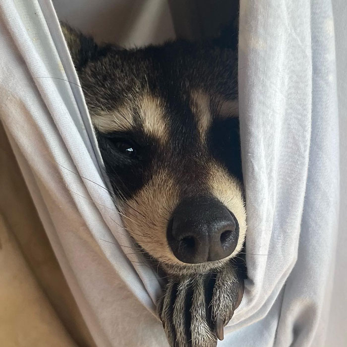 Raccoon Is Completely Obsessed With Fawn Who Lost Mom, Gives Her Hugs Every Day