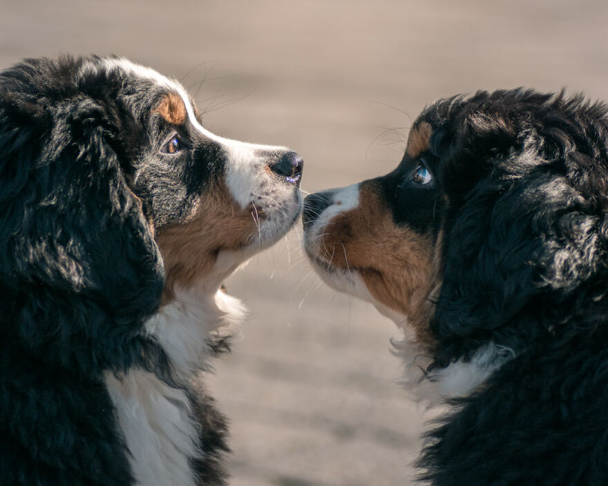 I Photographed My Girlfriend's Bernese Mountain Dog For 4 Years Following His Journey From Puppy To Adult (40 Pics)