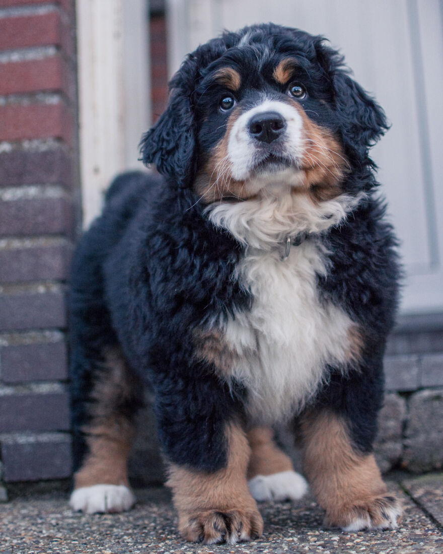 I Photographed My Girlfriend's Bernese Mountain Dog For 4 Years Following His Journey From Puppy To Adult (40 Pics)