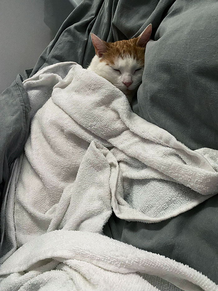 Refrescando a mi gato con toallas húmedas