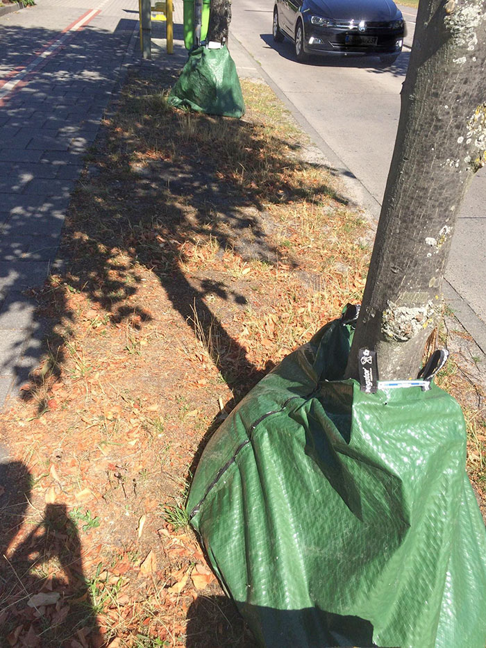 These Trees Have Bags Of Water Attached To Them Because Of The Heatwave