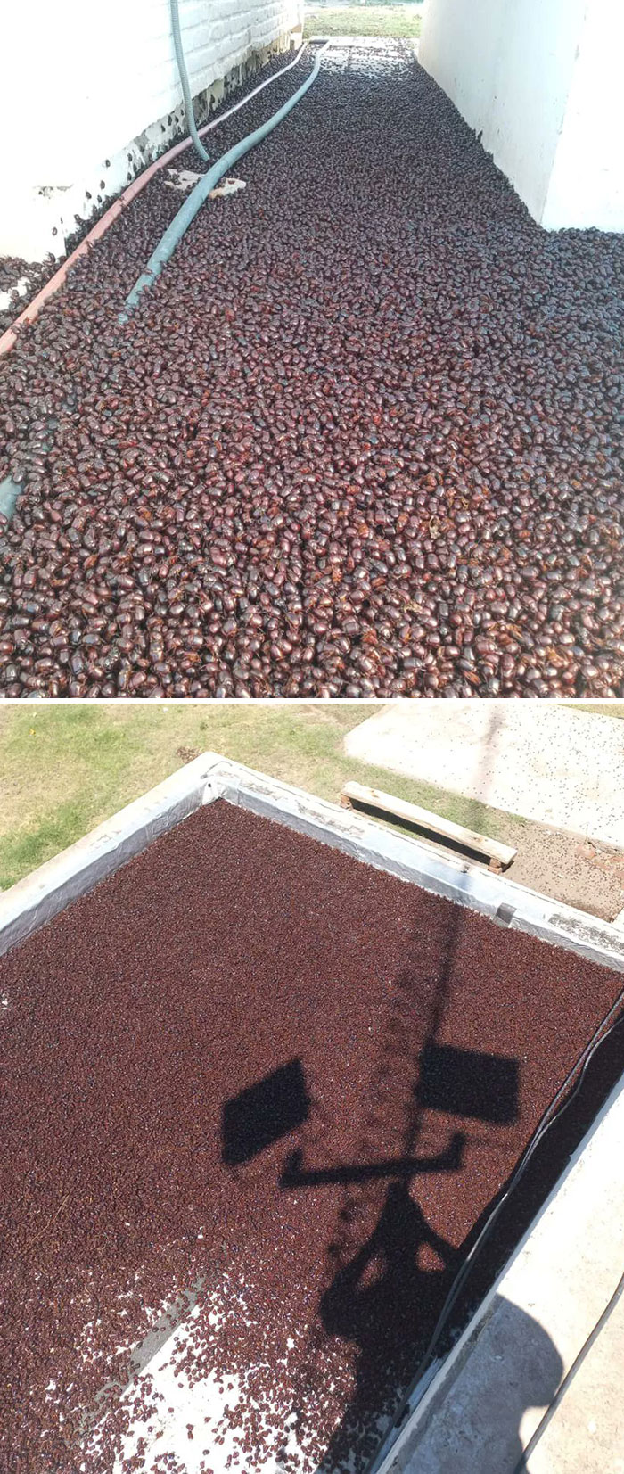 Brown Beetle Infestation In Argentina Due To Intense Heat Wave