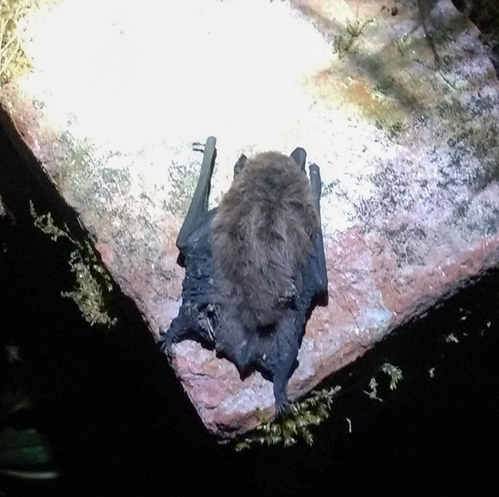 Another Casualty Of The Heatwave, Found This Dehydrated Pipistrelle Bat In The Garden Just After Dark Last Night