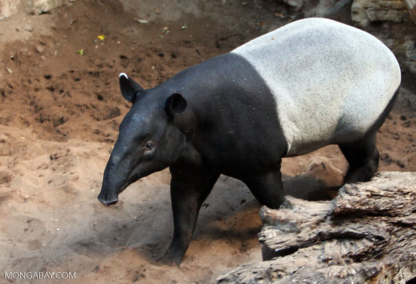 tapir-630d91c6e44d8.jpg