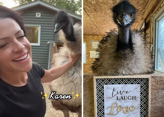 Millions Of People Can’t Get Enough Of The ‘Useless Farm’s’ Animals, Especially An Emu Named Karen, Who’s Out For Blood