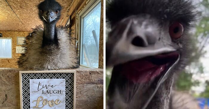 Millions Of People Can’t Get Enough Of The ‘Useless Farm’s’ Animals, Especially An Emu Named Karen, Who’s Out For Blood