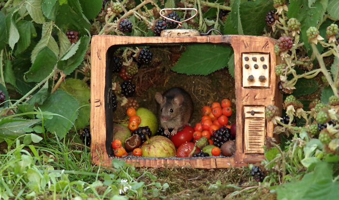 I Built A Scaled-Down Village For Wild Mice In My Garden, And They Love It I Built A Scaled-Down Village For Wild Mice In My Garden, And They Love It