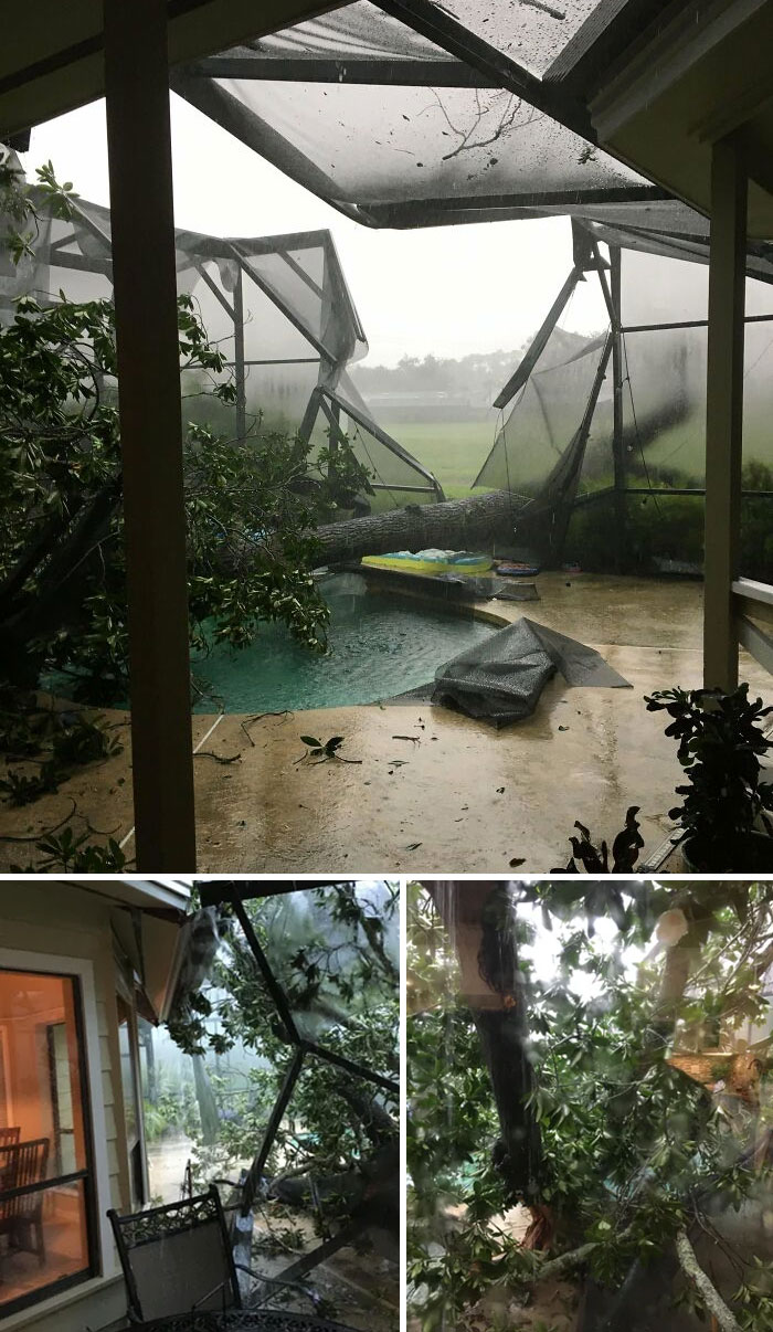 This Tree Has Been Through 3 Hurricanes, And Now Because Of Some Flooding Has Gone Through My Pool Cage And Broken A Big Part Of My Roof