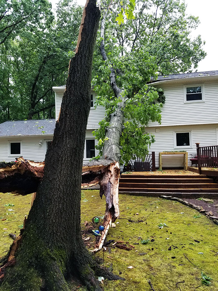45 Minute Storm Dropped A Tree On My House
