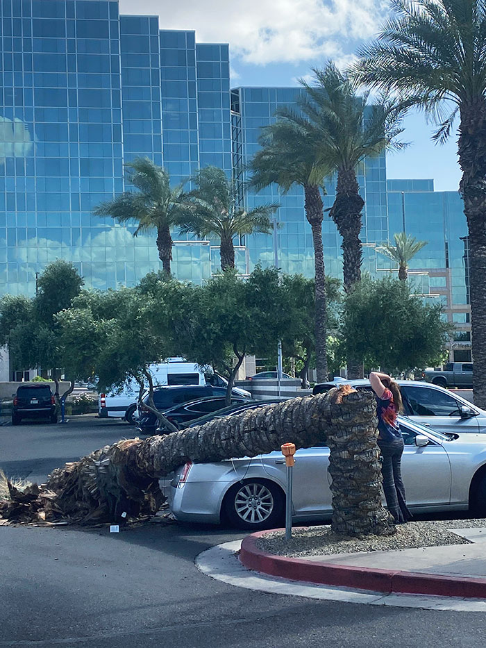 A Little Windy In Phoenix