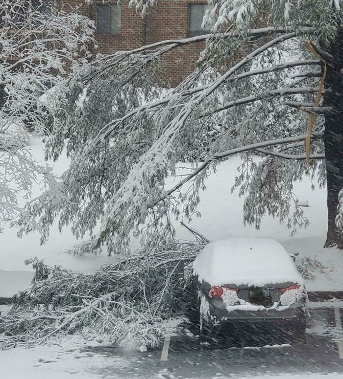 My Neighbor Parked Under The Tree To Shield His Car From The Snow