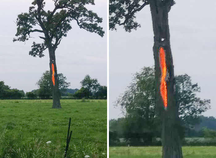 Este árbol fue alcanzado por un rayo hace 3 horas