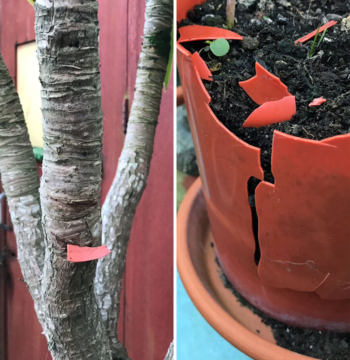 The Wind Blew This Full Plant Pot So Hard That It Impaled My Grandmother's Tree